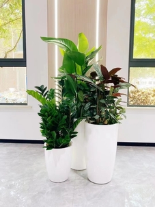 宁波北仑盆景出租公司